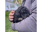 Mutt Puppy for sale in Zumbrota, MN, USA