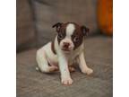 Boston Terrier Puppy for sale in Ennis, TX, USA