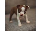 Boston Terrier Puppy for sale in Ennis, TX, USA