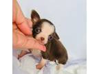 Chihuahua Puppy for sale in Abilene, TX, USA