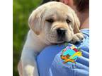 Labrador Retriever Puppy for sale in Mount Airy, MD, USA