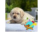 Labrador Retriever Puppy for sale in Mount Airy, MD, USA