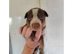 Australian Cattle Dog Puppy for sale in Atoka, OK, USA