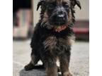 German Shepherd Dog Puppy for sale in Chatsworth, GA, USA