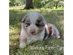 Australian Shepherd Puppy for sale in Rose Bud, AR, USA