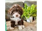 Poodle (Toy) Puppy for sale in North Ogden, UT, USA