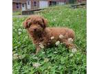 Poodle (Toy) Puppy for sale in Clarksville, AR, USA