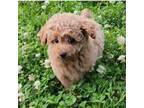 Poodle (Toy) Puppy for sale in Clarksville, AR, USA