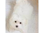 AKC Maltese Lucy
