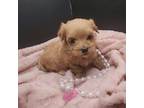 Maltipoo Puppy for sale in Clarksville, AR, USA