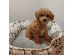 Poodle (Toy) Puppy for sale in Billings, MT, USA