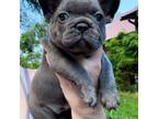 French Bulldog Puppy for sale in Barrackville, WV, USA