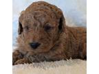 RED COLLAR F1 Goldendoodle
