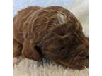 AKC Moyen Medium-Sized Poodle