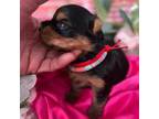 Yorkshire Terrier Puppy for sale in Portales, NM, USA