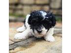 Maltipoo Puppy for sale in Clarksville, AR, USA