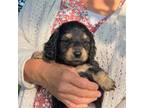 Dachshund Puppy for sale in Crystal, MI, USA