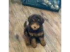 Goldendoodle Puppy for sale in Vale, OR, USA