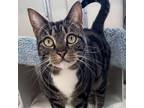 Adopt Heather a American Shorthair