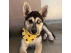 Adopt Azalea a Shepherd, Husky