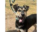 Adopt Petunia a Husky, Shepherd