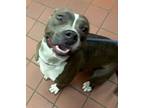 Adopt Remy a Pit Bull Terrier