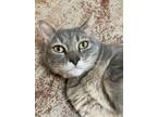 Adopt TERRI a Domestic Short Hair