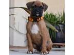 Boxer Puppy for sale in Corona, CA, USA