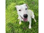 Adopt Nube a Catahoula Leopard Dog, Mixed Breed