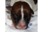 Parson Russell Terrier Puppy for sale in Apple Valley, CA, USA