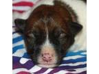 Parson Russell Terrier Puppy for sale in Apple Valley, CA, USA