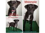 Adopt Moonpie a Mixed Breed
