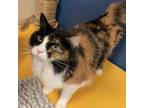 Adopt Claire a Domestic Long Hair