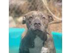 Adopt April a Pit Bull Terrier