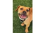 Adopt Cassandra a Beagle, Pit Bull Terrier