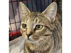 Adopt Riviera a Domestic Short Hair