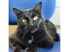 Adopt Mochi a Domestic Short Hair