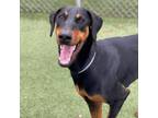 Adopt Amiga a Doberman Pinscher