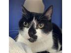 Adopt Sooty a Domestic Short Hair