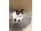 Adopt Jasmine a Snowshoe, Siamese