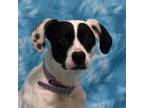 Adopt Diva a Dalmatian