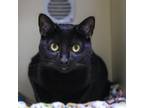 Adopt Inky a Domestic Short Hair