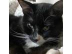 Adopt Astrid a Domestic Short Hair