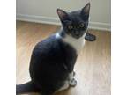 Adopt Tiffany a Domestic Short Hair