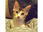 Adopt Monkey Lynn Baby a Domestic Short Hair