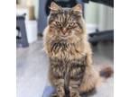 Adopt Charlotte a Maine Coon