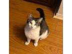 Adopt Penelope a Domestic Short Hair