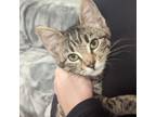 Adopt Bambi a Domestic Short Hair