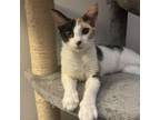 Adopt Cairo a Domestic Short Hair