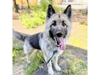 Adopt Apple a Husky, German Shepherd Dog